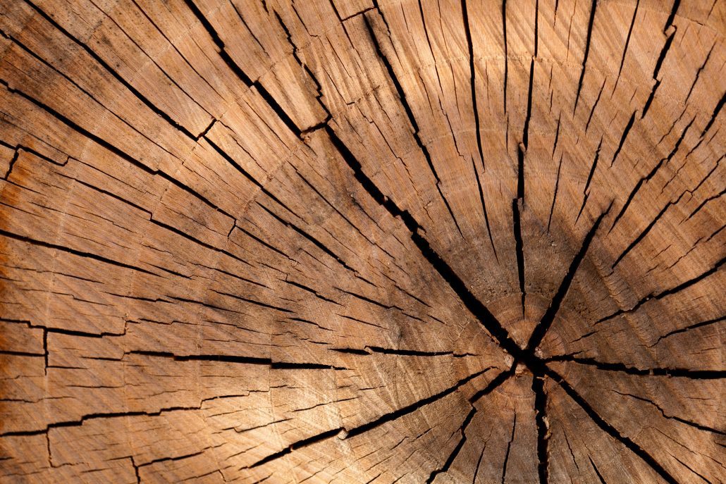Durch Verrotten oder Verbrennung wird CO2 freigesetzt - durch Bau mit Holz leisten wir unseren Anteil zum Klimaschutz